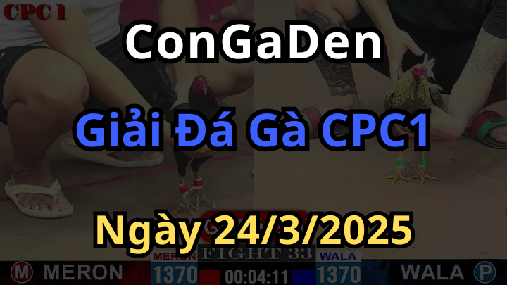 Video đá gà trực tiếp CPC1 giải 4 con gà ngày 24/3/2025