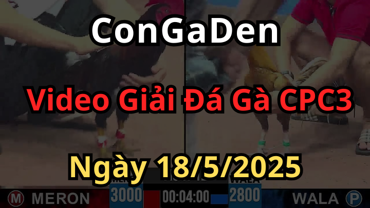 Giải Đá Gà Trực Tiếp CPC3 ngày 18/5/2025
