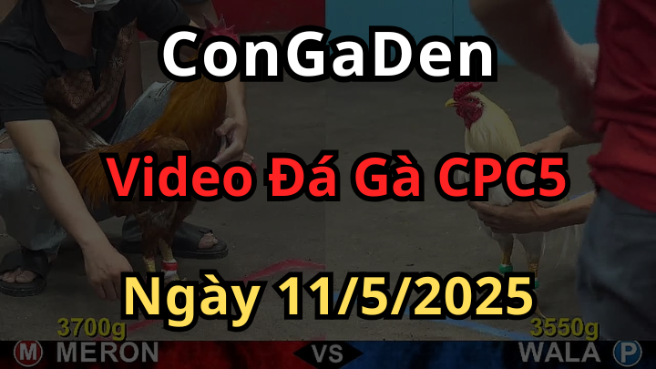 Full video Đá Gà CPC5 ngày 11/5/2025