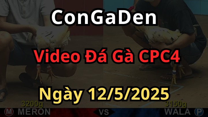 Clip Đá Gà CPC4 bồ an giang ngày 12/5/2025