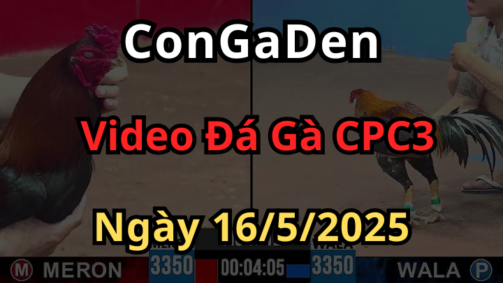 Xem Đá Gà Trực Tiếp CPC3 ngày 16/5/2025 mới nhất