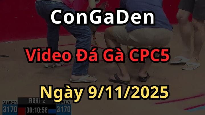 Clip Trực Tiếp Đá Gà CPC5 ngày 9/11/2025