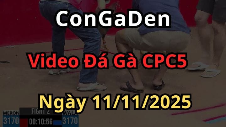 Video Đá Gà Trực Tiếp Thomo CPC5 Ngày 11/11/2025