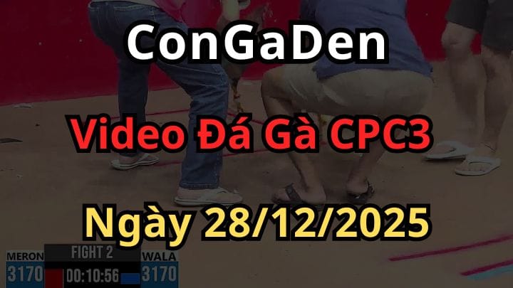 Video Đá Gà Trực Tiếp Thomo CPC3 ngày 28/12/2025 Hôm Nay